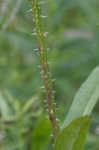 Teasel